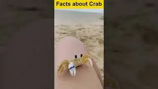 Facts about Crab #facts #trending #viralvideo #youtubeshorts #youtube #ytshorts #shorts #fyp #yt