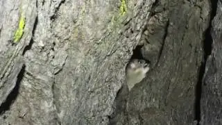 What is a Dunnart?