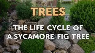 The Life Cycle of a Sycamore Fig Tree