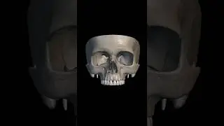 3D animation of cranial base bone #anatomy #3danimation #3danatomy #bone #cranialbase