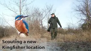Looking for Kingfishers in Copenhagen