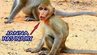 BREAKING HEART || POOR TINY JANNA GOT INJURY ON HER CHIN,SHE IS PAINFUL AND DIFFICULT TO SWALLOW