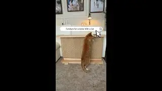Beautiful Furniture for Homes With Cats