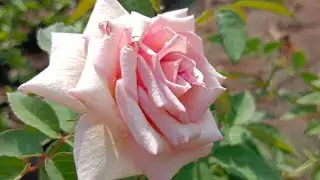 Sevendays Rose Pink colour #sevendays