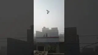 asifali pigeon short good kabuter beautiful bard see more do subscribe