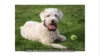 The Fisherman's Companion: A Spanish Water Dog's Tale of Purpose  #fisherman #spanishwaterdog