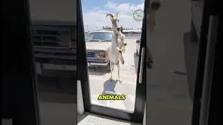 Why Do Animals Headbutt? 💥 #shorts