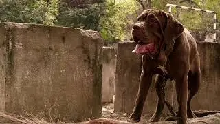 Neapolitan Mastiff wild 🔥 #neapolitanmastiff 