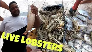 FISH TRAP HAULING!!! GREAT CATCH