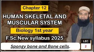 Types of bone cells | Human Skeletal and muscular system | Chapter 12| F.Sc. 1st Year Biology | L# 2