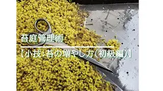 苔庭管理術【小技：苔の増やし方（初級編）】