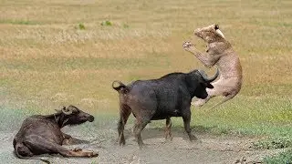 Buffalo Try To Save Fellow From Lion But Fail   Lion Hunting