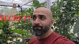 A Fruit tree grower's Secret to success.