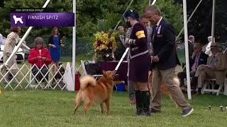 Finnish Spitz | Breed Judging 2021