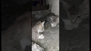 Бабушка-кошка принесла внучкам большую стрекозу. #kittycat #котя #happy