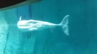 Beb&eacute; beluga en L'Oceanogr&agrave;fic de Valencia (Delphinapterus leucas)
