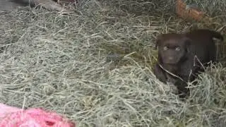 Chocolate Labrador Retriever Puppy For Sale