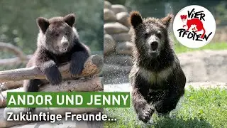 Gesellschaft für Bärenjunge Andor | VIER PFOTEN
