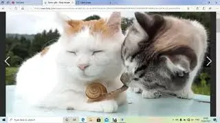funny cat gif!!