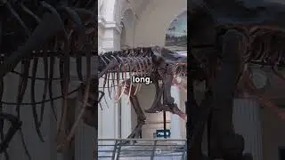 T Rex  The King of Dinosaurs! #shorts