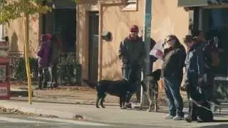 Dogs In Toronto