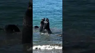 Epic Battle of the Elephant Seals! #shorts #elephantseals #animalsounds