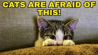 7 Things That Scare Cats (And You Wouldn't Even Imagine!)