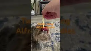 Twitch the Yorkie eating Alfredo Noodles #yorkie #yorkshireterriers #cutepuppy #love