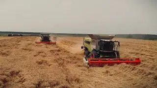 Wheat harvest 2024., Croatia (Žetva pšenice)