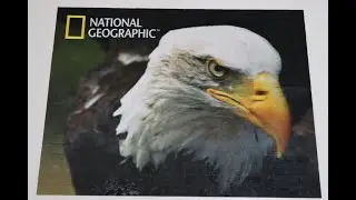 National Geographic 3D Eagle Puzzle Timelapse!