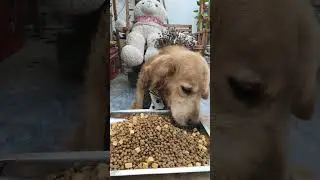 dog food YouTubeShorts#ASMR#dogasmr#dogasmreating#goldenretriever#dogeating#dogfood#petasmr#