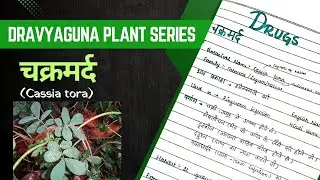 Chakramarda Dravyaguna with notes || चक्रमर्द || Cassia tora || Ringworm Plant || BAMS 2nd Proff