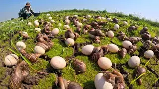 I Found a Field of Giant Snail Eggs! (Unbelievable Discovery)