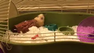 10 facts about hamsters