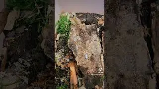 p. Expanus Isopods