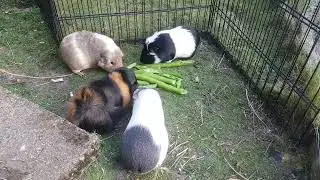 Guinea pigs eating broad bean pods