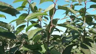Vivero Bestplant Huala&ntilde;&eacute; Junio