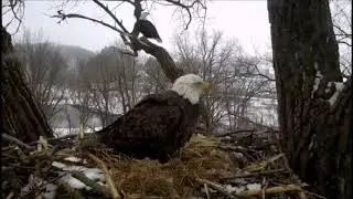 DECORAH EAGLES  2/23/2019  2:38 PM  CST      DM2 BRINGS A FISH FOR MOM