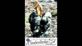 Check out these 2 beautiful ladies _ #silkiechicken #chicken #homestead #offgrid