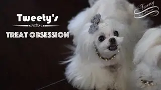 TREAT OBSESSION and Treats for Tweety the Maltese 말티즈