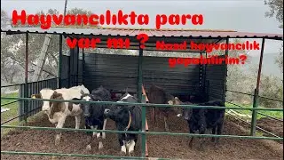 HAYVANCILIĞA NASIL BAŞLARIM! HAYVANCILIKTA PARA VAR MI ? ÇOK BÜYÜK FIRTINA VAR GÜNDELİK İŞLER