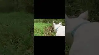 When your dog chooses to sleep near you, it means this