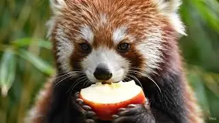 Red Panda's Adorable Apple Crunch Mukbang #redpanda #eating #apple #cute