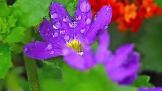 Sea Lavender Garden Club Tour 2025