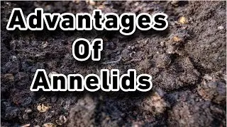 Phyla Of Kingdom Animalia | Phylum Annelida