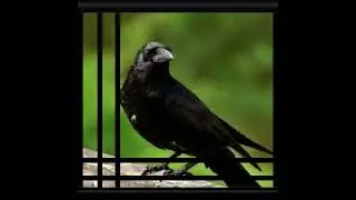 Behind the Scenes - Crow of Judgement Saga