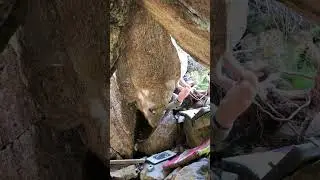 Diamond Nuts 8a - Silvtretta