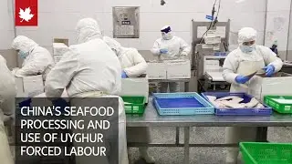 China's seafood processing plants and its use of Uyghur forced labour