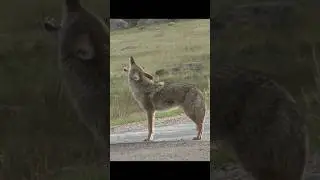 Coyote Sounds of Howling and Barking | Canis latrans Sounds
