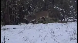 2024 Saskatchewan Canada Whitetail Hunt w/Two Kill Shots My Biggest Buck Spiritwood Outfitters